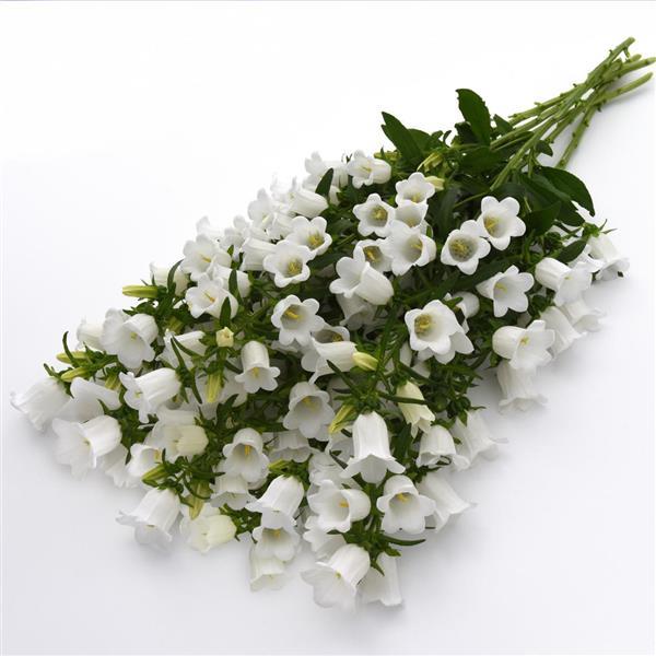 Campana White Campanula - Grower Bunch