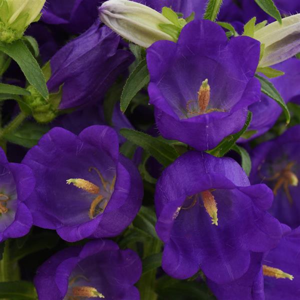 Campana Deep Blue Campanula - Bloom