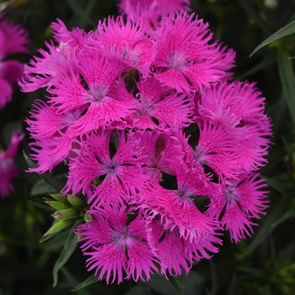 Dianthus Rockin'™ Purple - Bloom