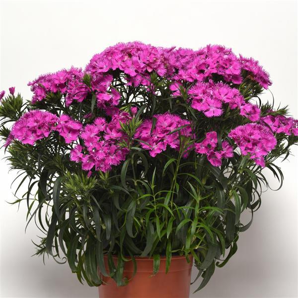 Dianthus Rockin'™ Purple - Container