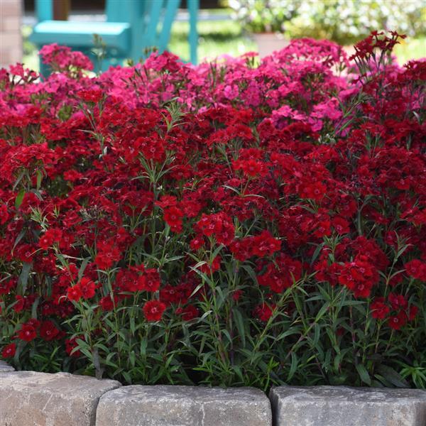 Dianthus Rockin'™ Red - Commercial Landscape 1