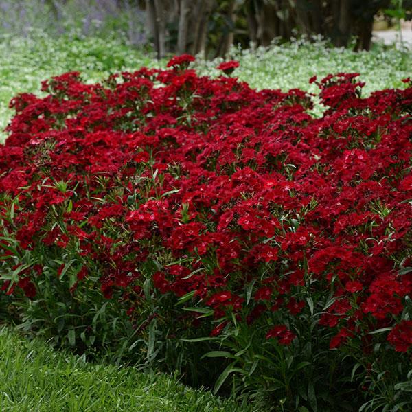 Dianthus Rockin'™ Red - Landscape