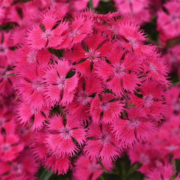 Dianthus Rockin'™ Rose - Bloom