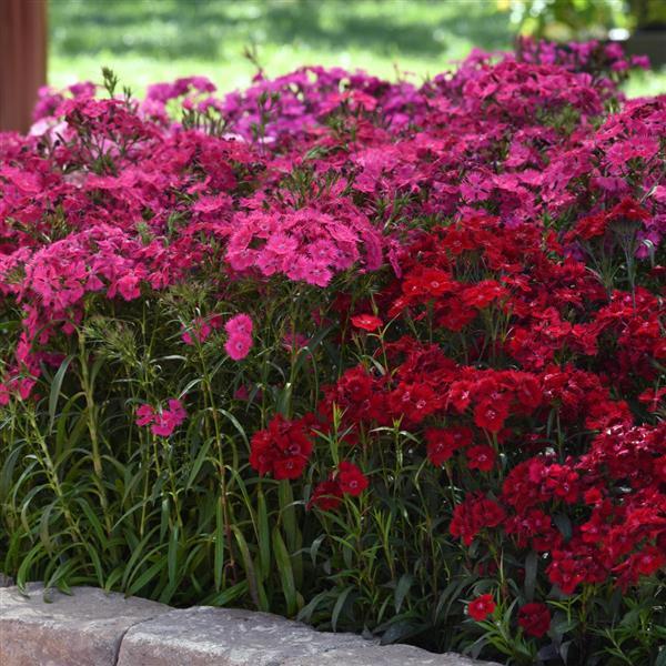 Dianthus Rockin'™ Rose - Commercial Landscape 1