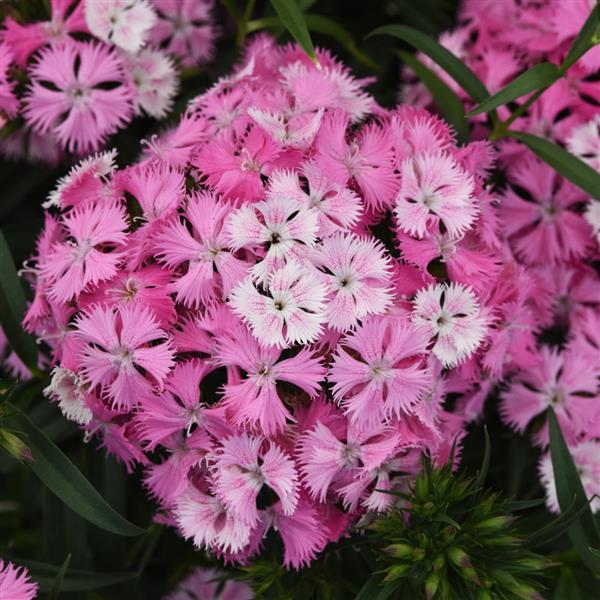 Dianthus Rockin'™ Pink Magic - Bloom