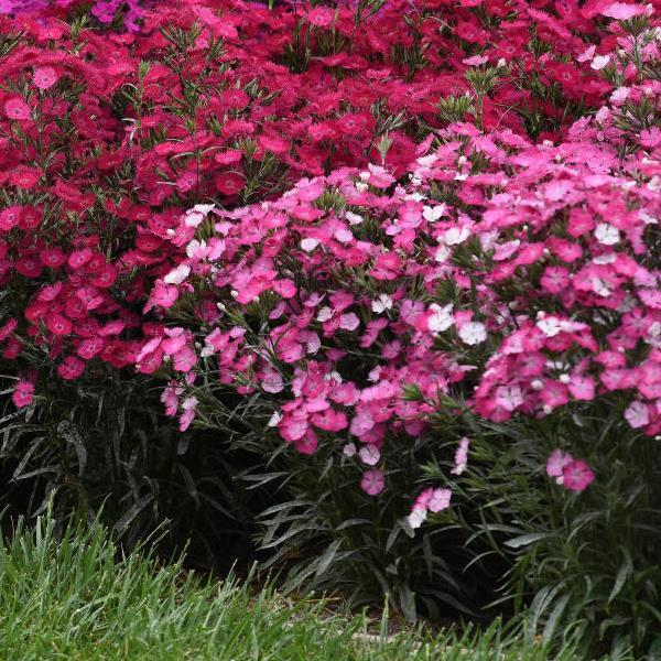 Dianthus Rockin'™ Pink Magic - Landscape