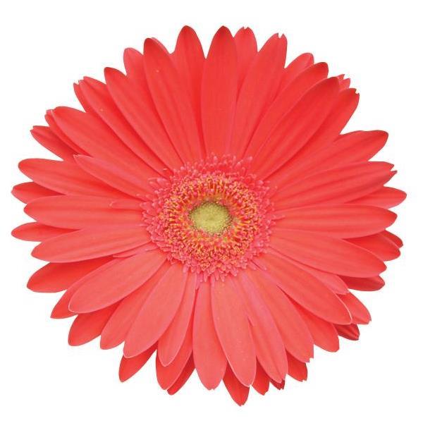 Mega Revolution™ Watermelon Gerbera - Bloom