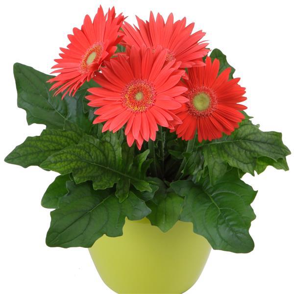 Mega Revolution™ Watermelon Gerbera - Container