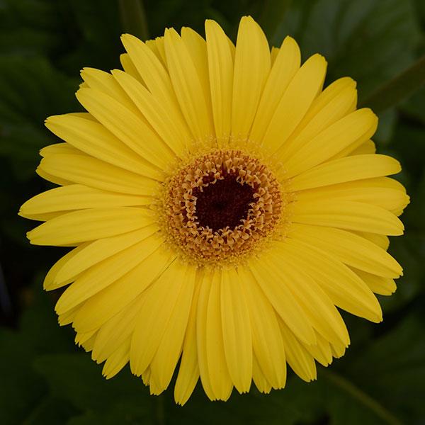 Mega Revolution™ Yellow with Dark Eye Gerbera - Bloom