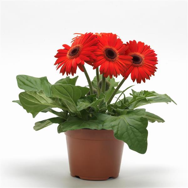 Mega Revolution™ Orange with Dark Eye Gerbera - Container