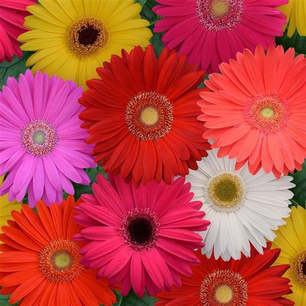 Mega Revolution™ Select Mixture Gerbera - Bloom