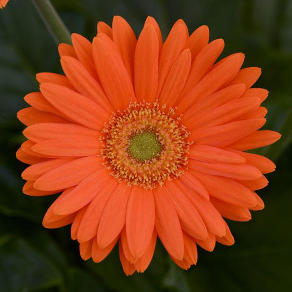 Mega Revolution™ Orange with Light Eye Gerbera - Bloom