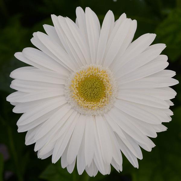 Mega Revolution™ White with Light Eye Gerbera - Bloom