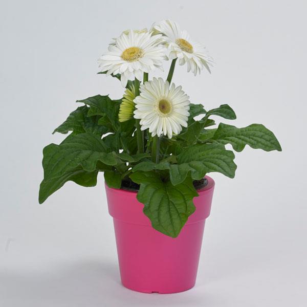 Mega Revolution™ White with Light Eye Gerbera - Container