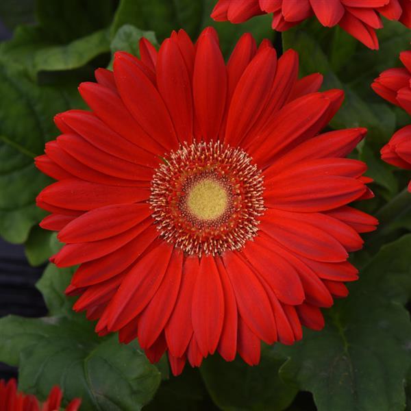 Mega Revolution™ Scarlet Red with Light Eye Gerbera - Bloom