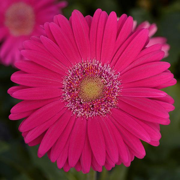 Mega Revolution™ Deep Rose with Light Eye Gerbera - Bloom