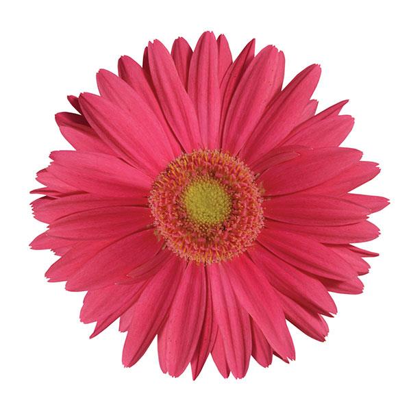 Mega Revolution™ Rose with Light Eye Gerbera - Bloom