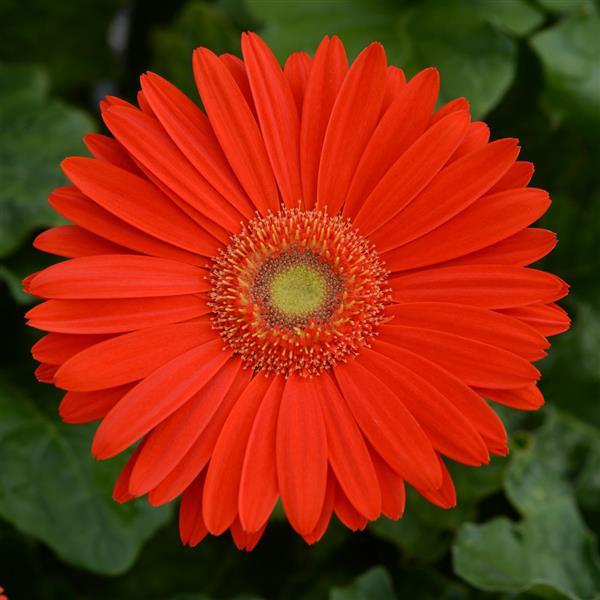 Mega Revolution™ Bright Orange with Light Eye Gerbera - Bloom