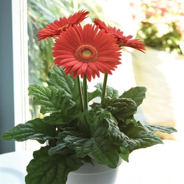 Mega Revolution™ Bright Orange with Light Eye Gerbera - Container