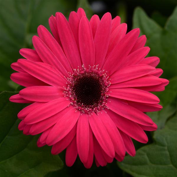 Mega Revolution™ Bright Rose with Dark Eye Gerbera - Bloom