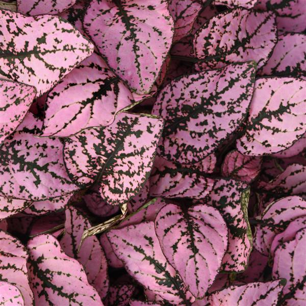 Splash Select™ Pink Hypoestes - Bloom