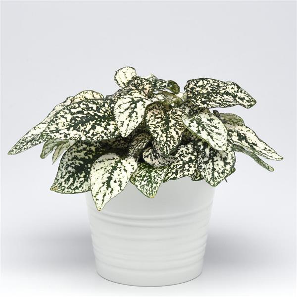 Splash Select™ White Hypoestes - Container