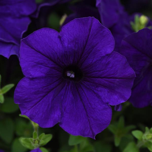 E3 Easy Wave® Blue Spreading Petunia - Bloom