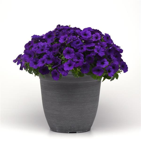 E3 Easy Wave® Blue Spreading Petunia - Container