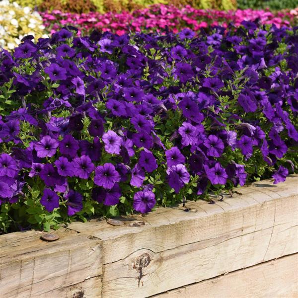 E3 Easy Wave® Blue Spreading Petunia - Landscape