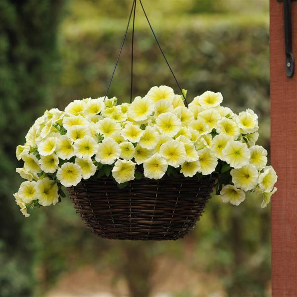 E3 Easy Wave® Yellow Spreading Petunia - Basket