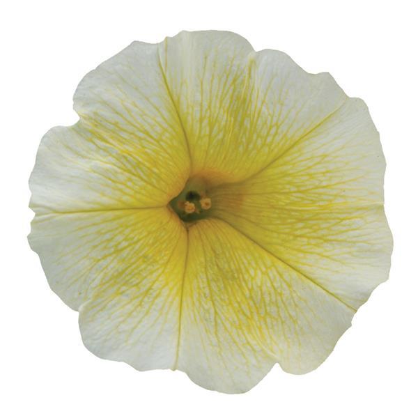 E3 Easy Wave® Yellow Spreading Petunia - Bloom