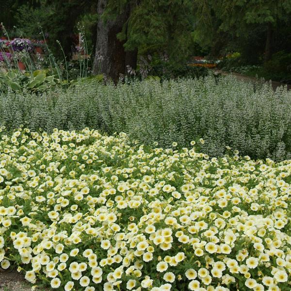 E3 Easy Wave® Yellow Spreading Petunia - Commercial Landscape 1