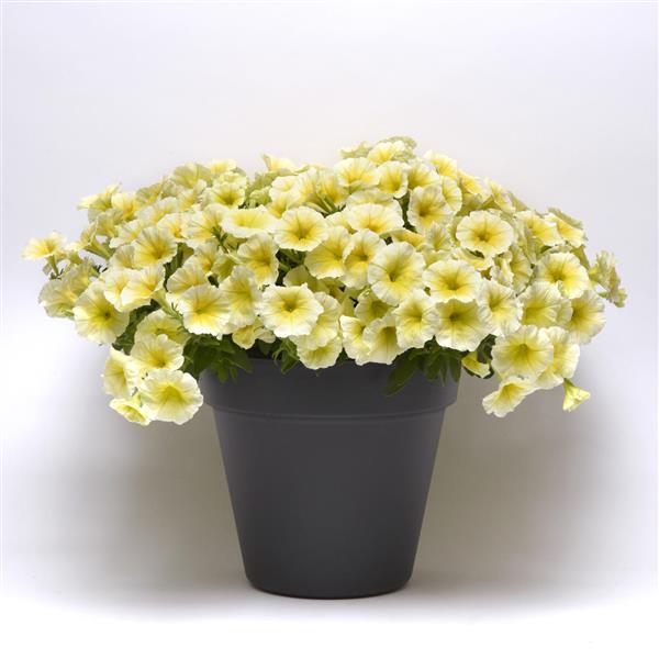 E3 Easy Wave® Yellow Spreading Petunia - Container