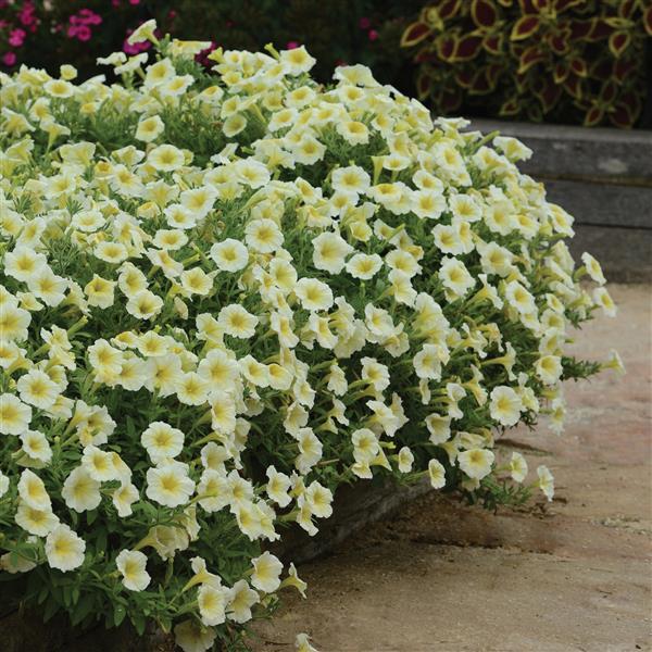 E3 Easy Wave® Yellow Spreading Petunia - Landscape