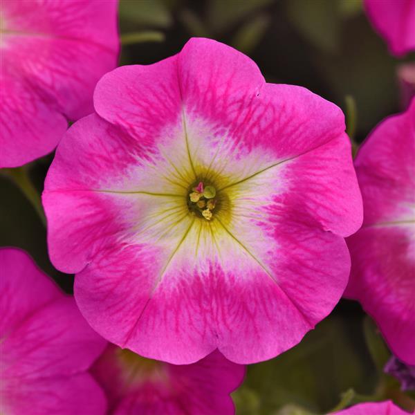 E3 Easy Wave® Rose Morn Spreading Petunia - Bloom