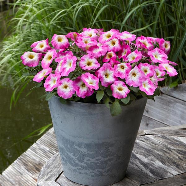 E3 Easy Wave® Rose Morn Spreading Petunia - Container