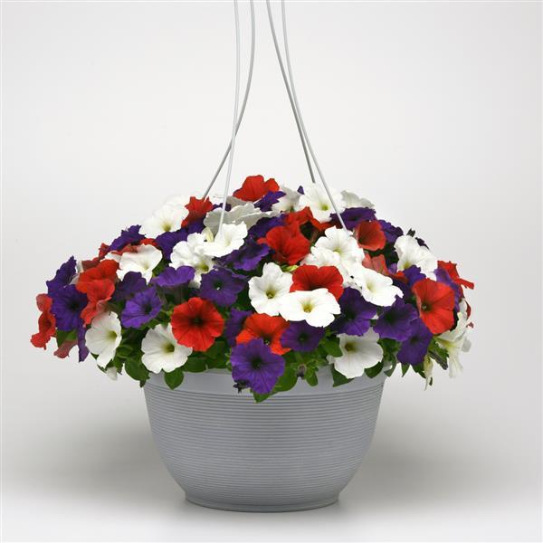 E3 Easy Wave® Red White and Blue Mixture Spreading Petunia - Basket