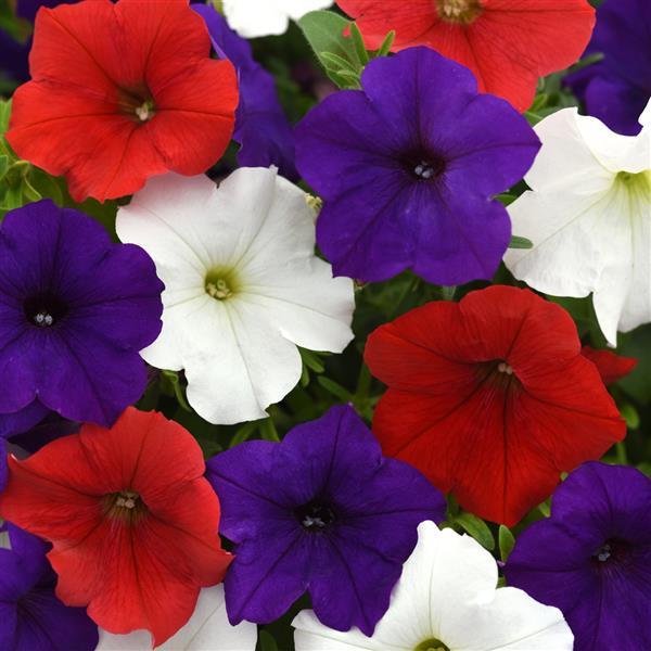 E3 Easy Wave® Red White and Blue Mixture Spreading Petunia - Bloom