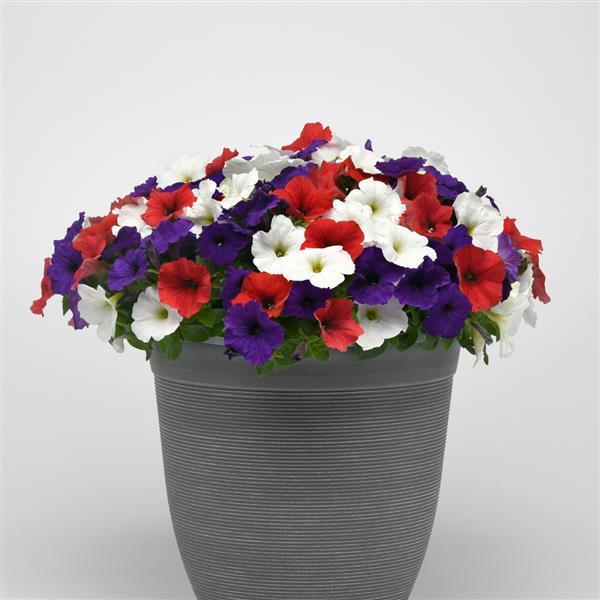 E3 Easy Wave® Red White and Blue Mixture Spreading Petunia - Container