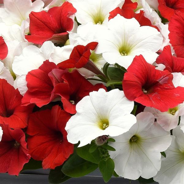 E3 Easy Wave® Peppermint Mixture Spreading Petunia - Bloom