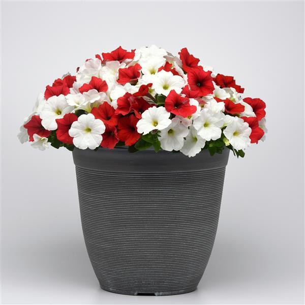 E3 Easy Wave® Peppermint Mixture Spreading Petunia - Container