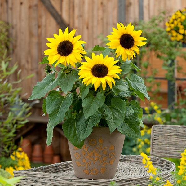 SunBuzz Sunflower - Container