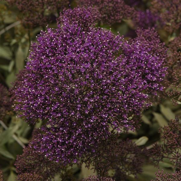 Lake Michigan Purple Trachelium - Bloom