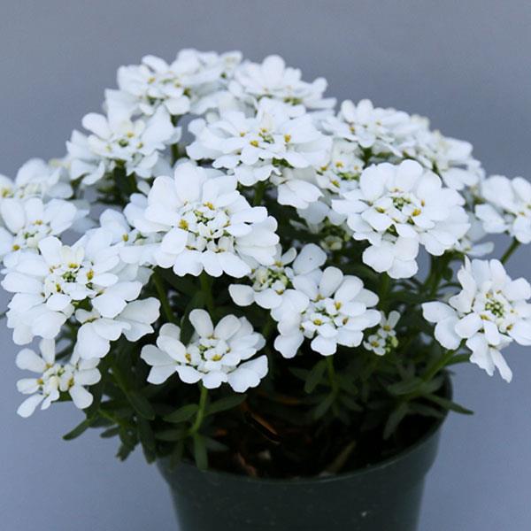 Iberis sempervirens Snowsation - Container