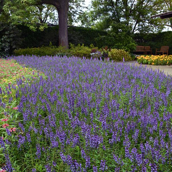 Serena® Blue Angelonia - Commercial Landscape 1