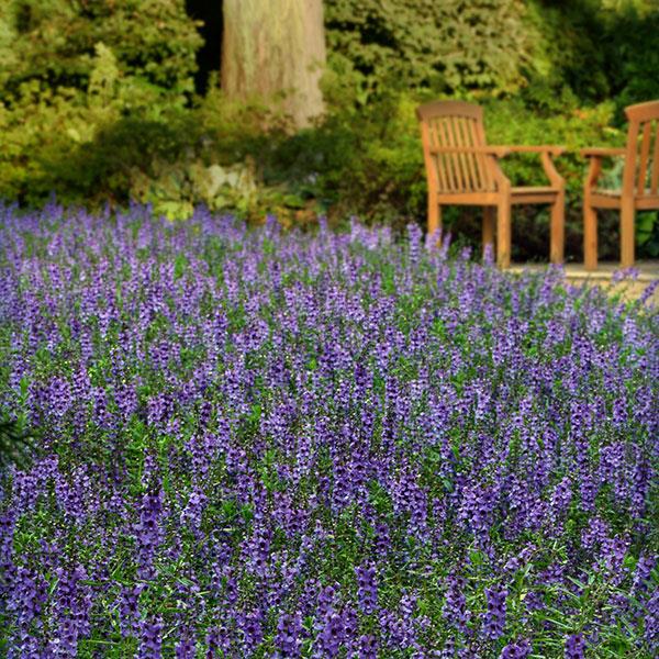 Serena® Blue Angelonia - Commercial Landscape 2