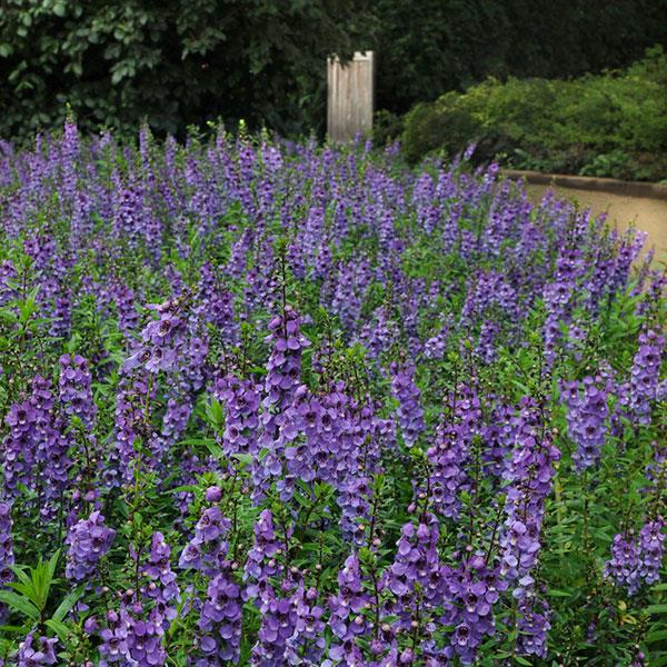 Serena® Blue Angelonia - Commercial Landscape 4