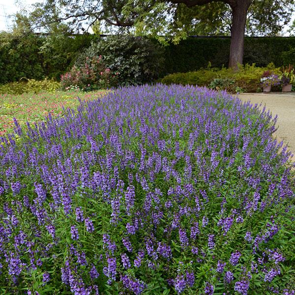 Serena® Blue Angelonia - Landscape