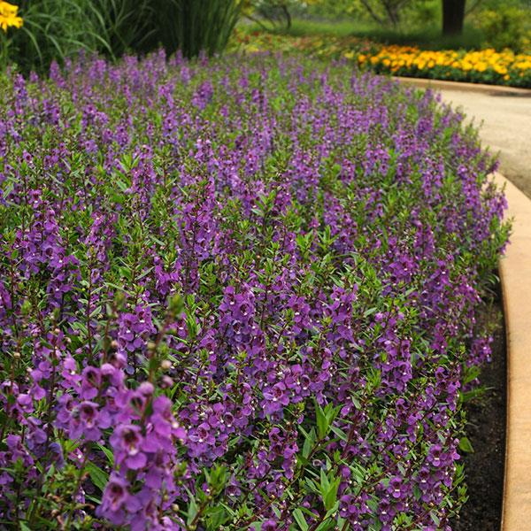 Serena® Purple Angelonia - Commercial Landscape 1