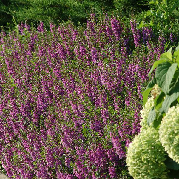 Serena® Purple Angelonia - Commercial Landscape 2